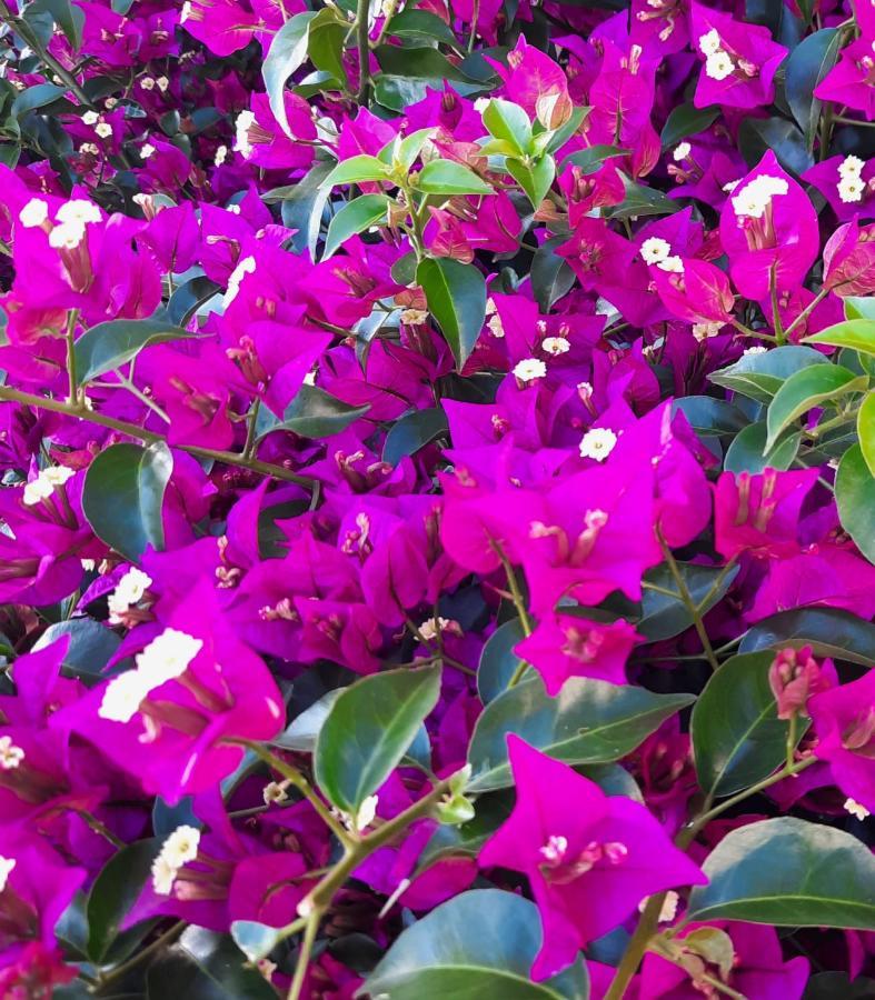 Fiori Del Conero Villa Ancona Luaran gambar